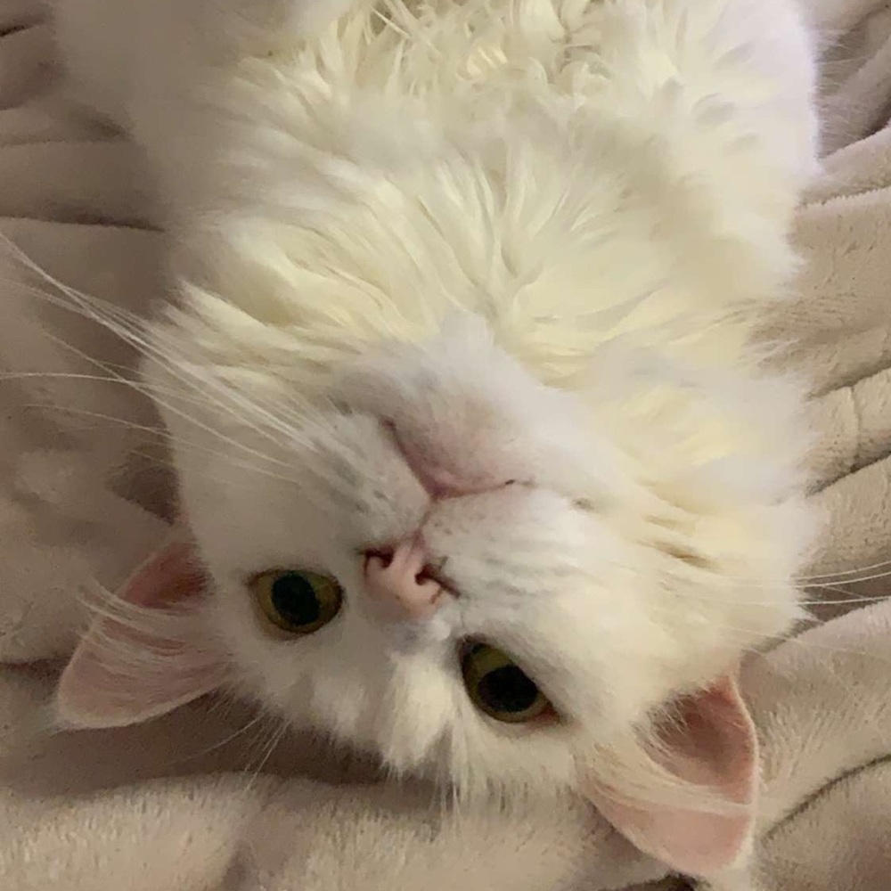 Meet your Posher, Sara